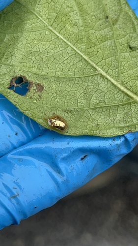 Golden Tortoise Beetle