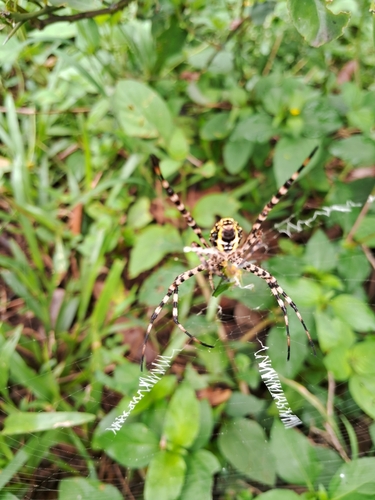 Oval Saint Andrew's Cross Spider