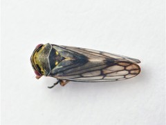 Oncopsis