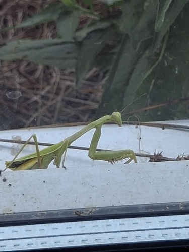 Carolina Mantis