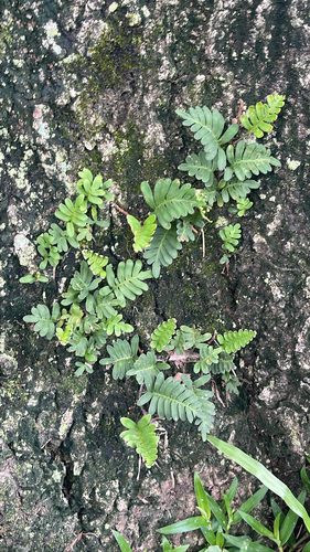resurrection fern