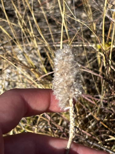 Golden Prairie Clover