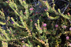 Diastella divaricata, photograph (c) Tony Rebelo, some rights reserved (CC BY-SA)