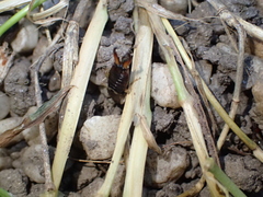 Forficula auricularia