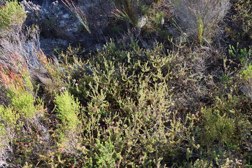 Diastella divaricata, photograph 4