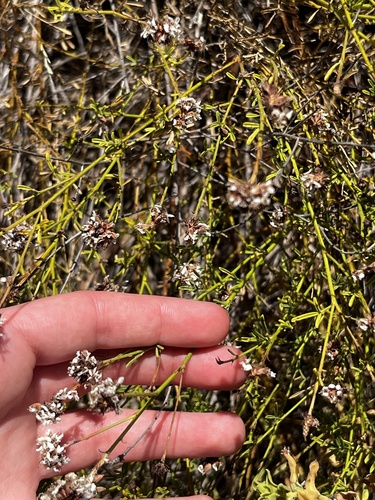 Roundhead Prairie Clover