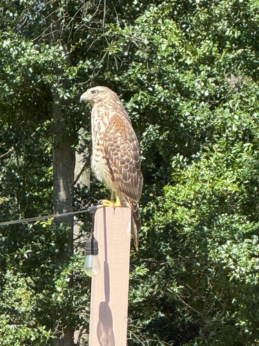 Red-shouldered Hawk