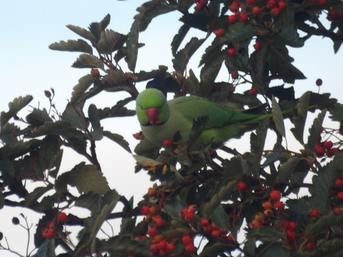 Rose-ringed Parakeet