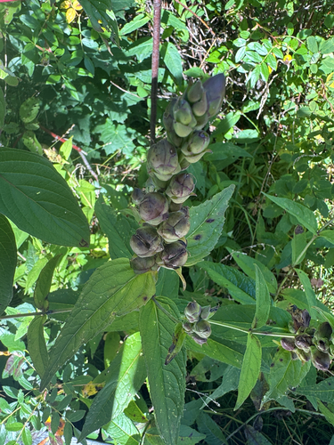 white turtlehead