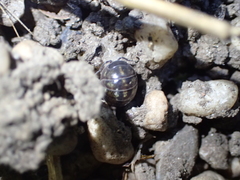 Armadillidium vulgare