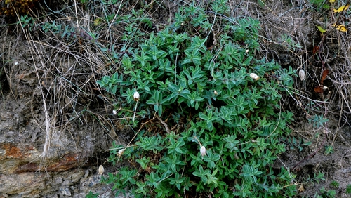 Silene uniflora, photograph 6