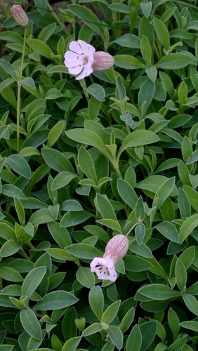 Silene uniflora, photograph 5