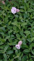 Silene uniflora, photograph author not stated, no rights reserved