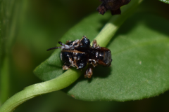 Tessarecphora arachnoides