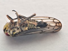 Oncopsis