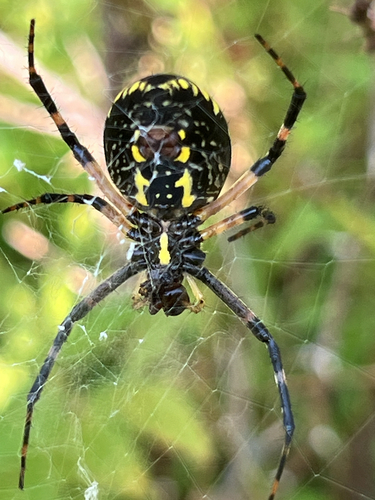 Yellow Garden Spider