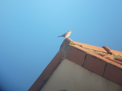 Passer domesticus
