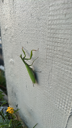 European Mantis