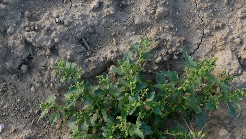 Chenopodiastrum murale, photograph 6