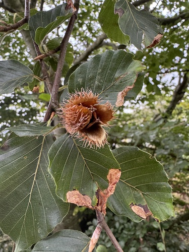European beech