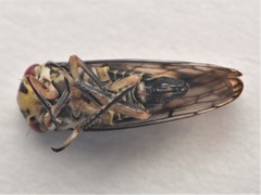 Oncopsis