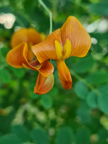 Bladder-senna