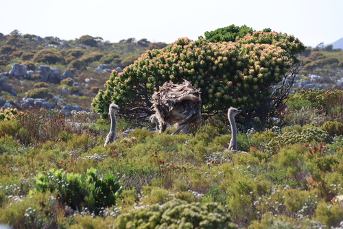 Mimetes fimbriifolius, photograph 5