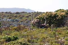 Mimetes fimbriifolius, photograph (c) Tony Rebelo, some rights reserved (CC BY-SA)