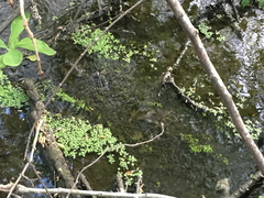 Callitriche heterophylla