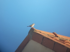 Passer domesticus