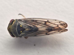 Oncopsis