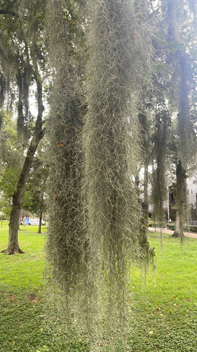 Spanish moss