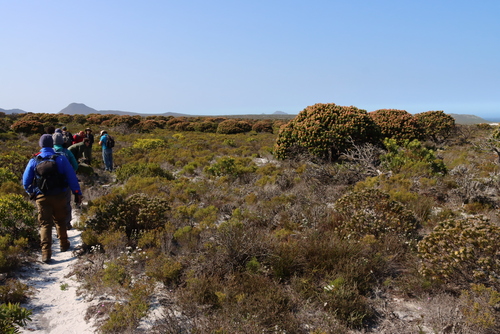 Mimetes fimbriifolius, photograph 4