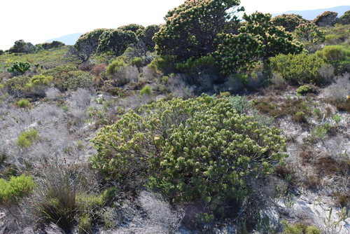 Serruria villosa, photograph 4