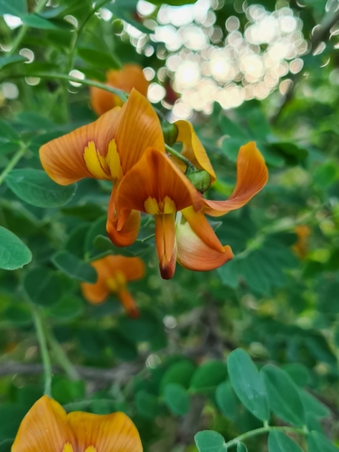 Colutea arborescens