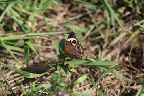 Common Buckeye