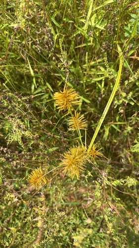 straw-colored flatsedge