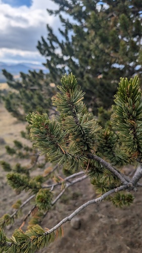 Pinus aristata, photograph 2