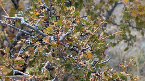 Ribes cereum, photograph 4