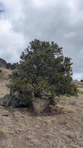 Pinus aristata, photograph 1