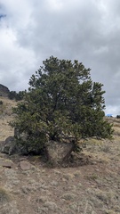 Pinus aristata