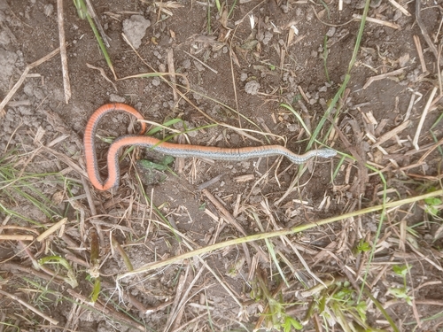 Red-bellied Snake