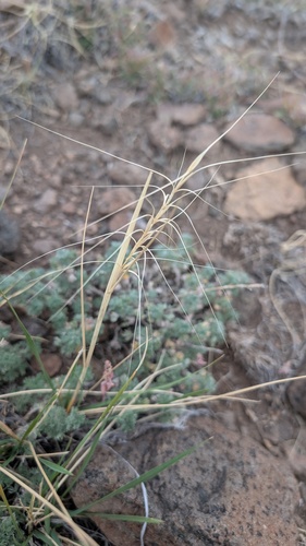 Elymus elymoides, photograph 2