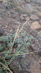 Elymus elymoides, photograph author not stated, no rights reserved