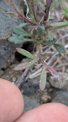 Hymenothrix dissecta, photograph 5
