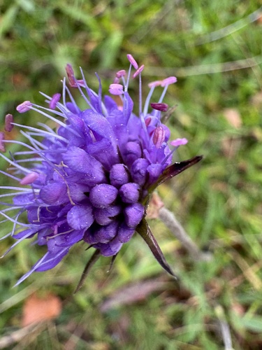 Devil's-bit Scabious