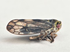 Oncopsis