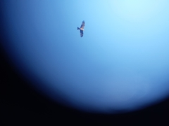 Milvus migrans