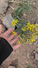 Senecio spartioides, photograph author not stated, no rights reserved