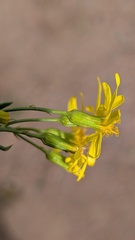 Senecio spartioides, photograph author not stated, no rights reserved
